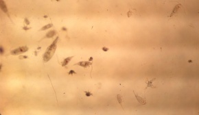 MBA Zooplankton